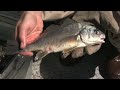 Search for Asian Carp