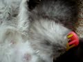 persien fluffie balls of drie weeks discovering the world