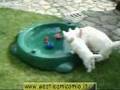 09 - WESTIE: IN PISCINA