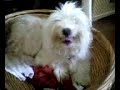 MI nena Hechando cojones