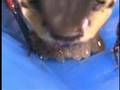 Bee assassin bug using plant resin (2)