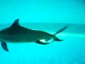 dolphin-birth.html