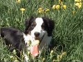 dogs playing on holiday