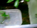 mossy frog eating