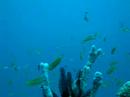 Biyadhoo Anthias Oct 07