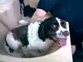 Four Paws Aqua Dog Hydrotherapy Pool - Lucy (part two) Four Paws Aqua Dog Hydrotherapy Pool - Lucy (part two)