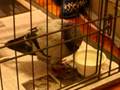 videos de pigeon 11