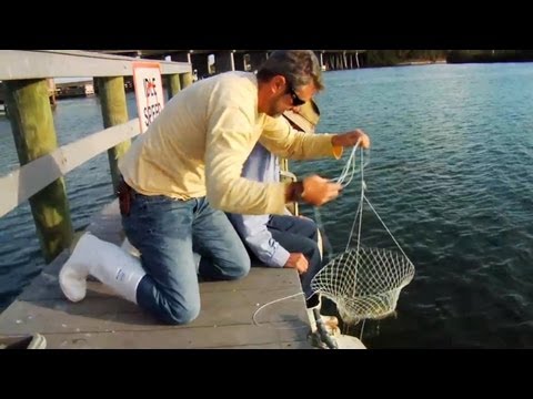 Crab - http://howtodoflorida.com Commercial crabber Capt. Gus shows Chad a few techniques for recreational crabbing off a dock or boat.