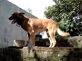 Belgian Malinois 