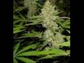 Subliminal messages NIRVANA - "MARIJUANA" - BACKWARDS 