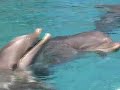 Dolphins do tricks