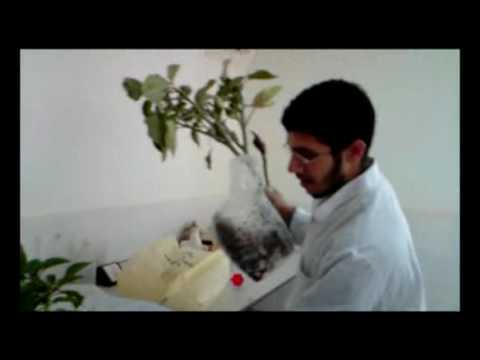 how to isolate atropine