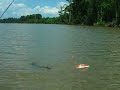 Alligator chases RC Boat Alligator chases RC Boat