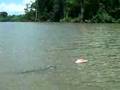 Alligator chases RC Boat