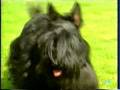 SCOTIS TERRIER