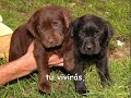 Perritos ^-^ Perritos ^-^