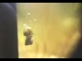 Snails Get it on Porn Flick!