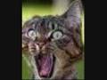 sawyer brown- the race is on