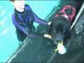 Maya,  the tripod Newfoundland dog, tossing her Kong in the pool (Oct 7, 08)