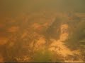 Corydoras in the Amazon 2