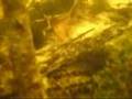 Corydoras in the Amazon 2