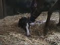 birth of Pene