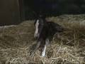 videos de birth of Pene