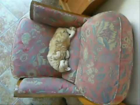 mouche