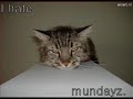 Very Funny Cats Part 1