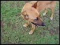 Maia. �rus. Nicolas. Nina
