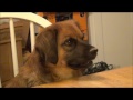 Cocoa Begging At The Table