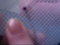 Broderie