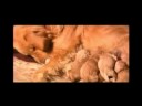 NACIMIENTO DE BUKO Y SUS HERMANOS