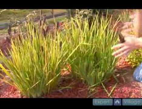 how to transplant louisiana iris
