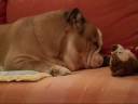 Bulldog BART ed ora pulizia !