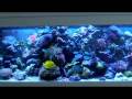 Ganzel's Reef Tank - 130 g. - 70 g. sump - december 2008 - saltwater aquarium