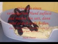 tierschutz spanien e v 