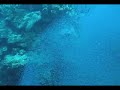 Tarpon Swimming Thru School of Small Fish Tarpon Swimming Thru School of Small Fish