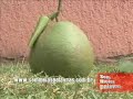 O cachorro de 5 patas e a laranja gigante O cachorro de 5 patas e a laranja gigante