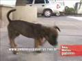 O cachorro de 5 patas e a laranja gigante
