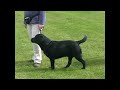 WELKS Labrador Retriever Dog PG,Limit,Open Judging