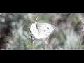 koolwitje op lavendel