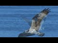 osprey... fishing for lunch...8-5-08