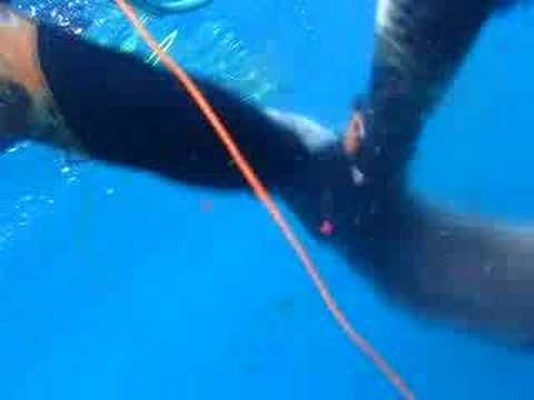 grongo imperia 13 kg