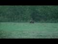 Grizzley Bear Encounter- ArcticClutch.com