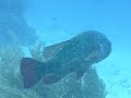 Indonesia Video