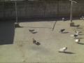 fehmi ateş-şanlıurfa küme eğitim uçuruşu www.guvercinurfa.com/www.guvercinrehberi.com