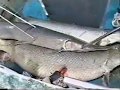 Big Fish Bow Fishing Texas - Alligator Gar Fishing Trip