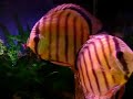 TENHO 3 PEIXE PAPAGAIO , 3 PANGASIUS, 3DISCO  1 CARDUME DE TETRA , UM BANDEIRA  E UM XANIFILDE 