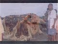 criptozoologia animal